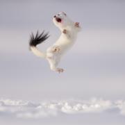 Jose Manuel Grandio braves below-zero temperatures to witness a stoat jumping high into the air above the snow