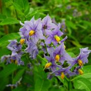 Solanum