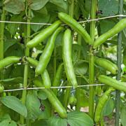 Broad beans