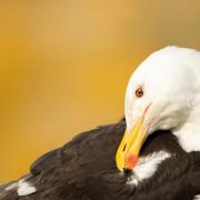 A great black-backed gull Larus marinus, adult preening its feathers