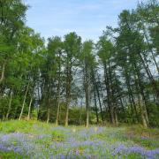 A larch plantation at Aughton Woods.