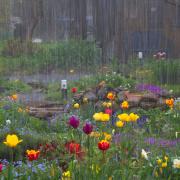 Heavy showers could water log our lawns and damage our flower beds