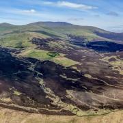 Skiddaw Forest with Skiddaw in the background and Great Calva right