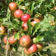 Apples ready for picking