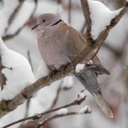 Collared Dove in snow