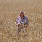 Philip Trevelyan inspects the rye crop  growing near Hill Top Farm,Spaunton to be milled at the nearby mill for artisan flour.