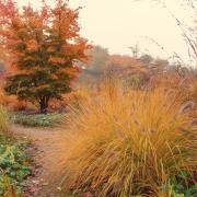 Autumn grasses in the garden in harvest sunshine