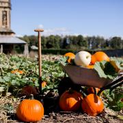 The pumpkin patch at Castle Howard. Little Sixpence Photography