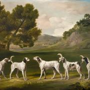 From the exhibition; George Stubbs' Five of Lord Rockingham's Stag Hounds in a Landscape 1762. Private collection