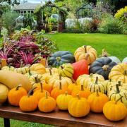 An incredible squash harvest.