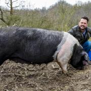 Jimmy Doherty with a saddleback pig.