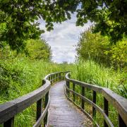 The walkways at Ham Wall take you up close to nature.