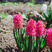 Plant pink hyacinth bulbs to bring bursts of colour to your spring garden.