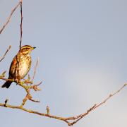 A redwing.