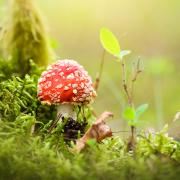 Fly agaric -  like something out of a fairy tale. But do not pick.