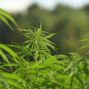 Hemp growing among the rolling Cotswolds Hills