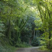 Take a circular walk through the King's Wood. IMAGE: The Woodland Trust/Adam Burton