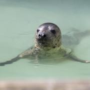 Seals need space in the wild, if you see one, watch from a distance