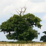 The Gibbet Tree, Capp's Lodge, Fulbrook, where Tom and Harry were gibbeted.