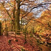 Padley Gorge