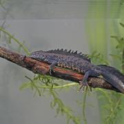 Male great crested newt.