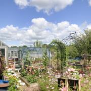 A full plot and greenhouse - this is why we bother Photo: Potty Plotters