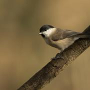 Marsh tit