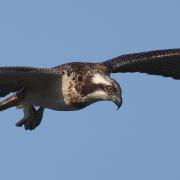 Osprey hunt exclusively for fish. Photo: Robin Morrison