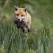 Farmland foxes are nervous, taking flight at the slightest sign of danger