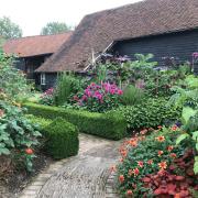 Dahlias at Ulting Wick