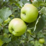 Bramleys make for excellent cooking apples.