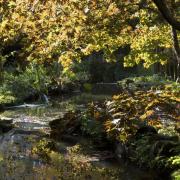 Water adds sparkle to the autumnal scene at Exbury