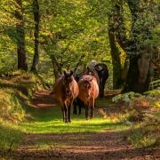 Ponies in the New Forest