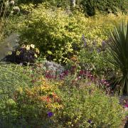 Long-flowering salvias in the borders.