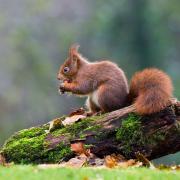 A red squirrel stops for a snack .