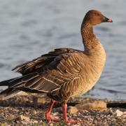 Before setting off on the long flight, adult geese will replace old and worn flight feathers with a new set to give them the best chance of managing the journey.