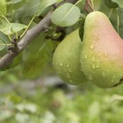 Plant fruit trees now and enjoy harvests for years to come.