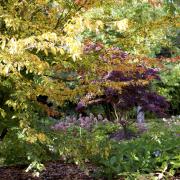 Underplant trees wtih hydrangeas.