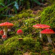 Have you spotted a Fly Agaric toadstool?