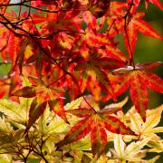 Two different Japanese maples in autumn.