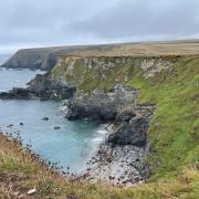 Seals sleeping in Mutton Cove in Godrevy National Trust