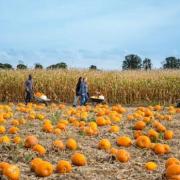 Here are five of the best pumpkin patches to visit in Suffolk