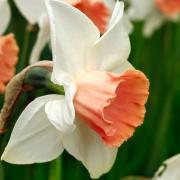 Narcissus 'Rainbow'.