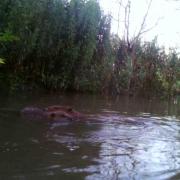 The beaver and kit spotted at Lowther [Lowther-Estate]