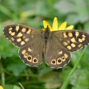 Speckled Wood Butterfly