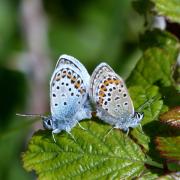 Silver-studded blue butterflies mating.