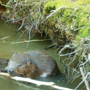 Mum and baby beaver eating bark together at Ewhurst Park, Hampshire