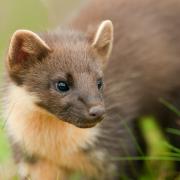 Pine martens have been returned to the wild in Dartmoor