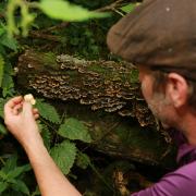 Examining turkey tail mushrooms