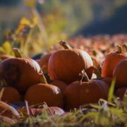 Hampshire has quite a few patches where you can pick out your own pumpkin